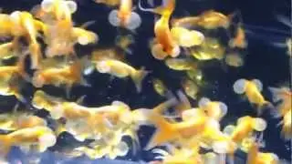 Oranda Ojo Burbuja - 