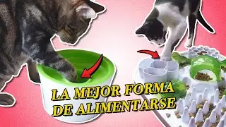 ¿Por qué TU GATO necesita GANARSE SU ALIMENTO con comederos de actividad o interactivos? 😸🍲