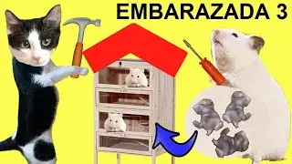 Gatos Luna y Estrella ¿Quién esta embarazada? CAP 3 Casa nueva para hamsters / Videos de gatitos