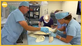 A visit to The Turtle Hospital