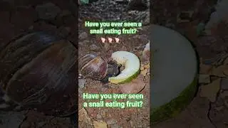#tropicalinsectsLV5 Have you ever seen a snail eating fruit? 🐚🐚🐚