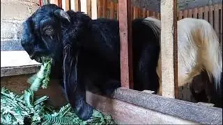 Update Damascus goat or jamunapari goat in village farm