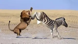 Spectacularly! Zebra Escape The Lion's Attack - Cheetah Play Before they Eat Gazelle