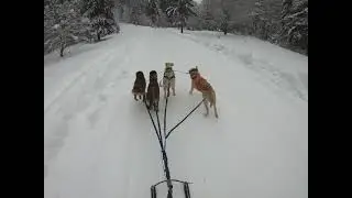 La Bistra Muresului cu cainii pe zăpadă.#kickspark # sleddogs
