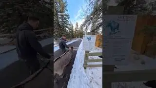 Небольшая библиотека для осла 🙂