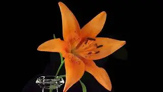 FLOWERS AT DAWN I Swaminathan I Symphonic Moves