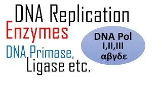 DNA replication enzymes and their functions