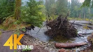 4K Virtual Walk along Sol Duc Falls Nature Trail - Short Preview Video