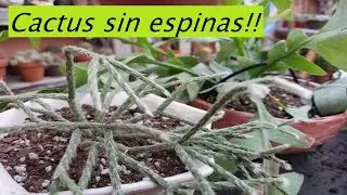 Cactus epifitos colgantes sin espinas #cactus #lasplantasdegeral #jardin #suculentas #plantas