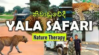🌿 Yala Safari Motivation &ndash; Heal Your Mind with Nature Therapy 🐘✨&rdquo;