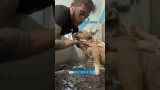 La vita &egrave; fatta di gioia e&hellip;cacca!💩#pets #animallovers #toelettatura #amstaff #puppy