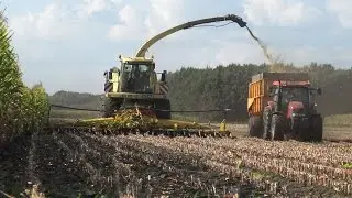 Loonbedrijf Wemekamp in de mais met Krone BigX650 en 12-rij Kemper 390 (2016)