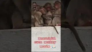 cute monkey animals movie viral video hai #2025#ka#viral#movie#suman#vlogs#viralshort#susbcribe#🙏🏻
