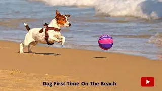 Pet dog first time on the beach | Pet dog explores the beach 2022 | #shorts