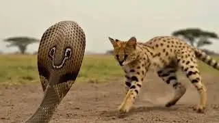 Serval Outsmarts King Cobra And Finishes The Fight Clean|nat geo wild