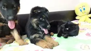 A Mother Dog Left Her German Shepherd Puppy in the Bed&hellip; The Truth Will Break Your Heart