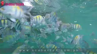 Amazing Marine Life at Charna Island | Scuba Club | Fishes