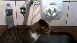 gatingo  bebendo agua