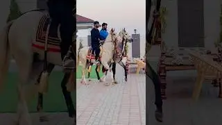 Pakistani horse breeds|beautiful horses@Gameofhorses #youtubeshorts #horse #horserider #horselover