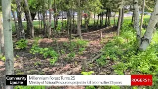Sault Ste. Marie's Millennium Forest Turns 25! | Rogers tv