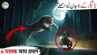 Shocking Footage 6 Tiger Encounters You Won't Believe | Tiger Encounters in the Wild
