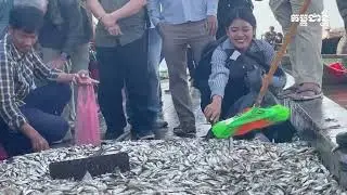 ត្រីចាប់ផ្ដើមត្រូវនៅថ្ងៃនេះ ពលរដ្ឋចាប់ផ្ដើមចុះរកទិញត្រីធ្វើប្រហុក