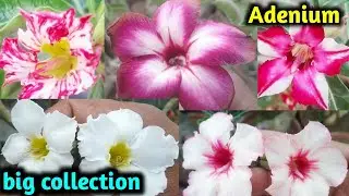 adenium big collection@babluadenium #adenium #garden #plants