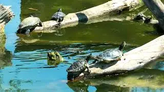 mixkit small turtles basking in the sun