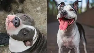 Pitbulls Being Wholesome EP.17 | Funny and Cute Pitbull Compilation
