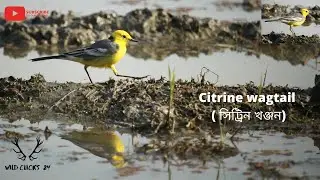 Citrine wagtail ( সিট্রিন খঞ্জন) / Yellow headed wagtail ( হলদে মাথা খঞ্জন) / Motacilla citreola