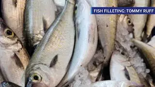 CYCSA Fish Filleting Demo: Tommy Ruff