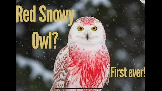 Ep. #1: Red Snowy Owl Discovered, The Experts Are Wrong?