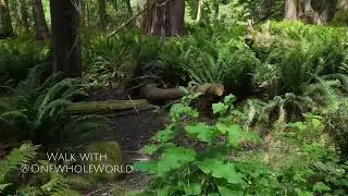 Walk through trail to Killarney Lake, Bowen Island, B.C. Canada - Walk with @OneWholeWorld