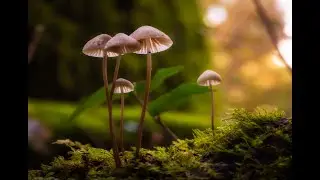 Microcosmos
