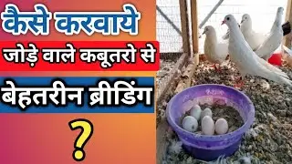Pigeon Breeding Tips | जोड़े वाले कबूतरो से बेहतरीन ब्रीडिंग कैसे करवाये?
