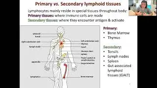Lecture 3 Innate immunity immediate response
