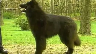 Belgian Sheepdog - AKC Dog Breed Series