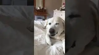 Top 5 Dogs of the Week