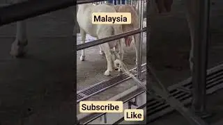 ukfarm #malasia#@ratnalifestyle23