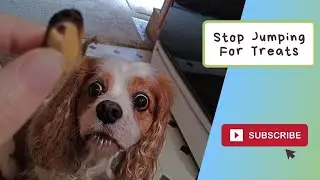 Stop a Dog From Jumping for Food and Treats | Cavalier Training Tips