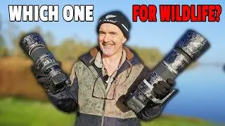 Canon 100-500mm vs 200-800mm: Which Should You Buy?