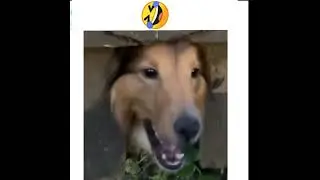 Funny dog teasing trolls, trash #Shorts