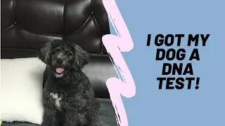 Dog DNA Test | Embark Vet