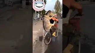 THe MaN Carrying Donkey on Bicycle 😂| #donkey #funny