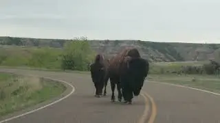 Bisons in North Dakota