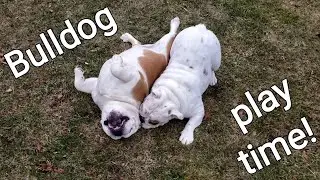 Bulldogs Otis & Sophie help with yard work.....sort of! 🤣🤪