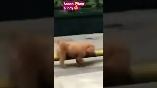 Cute puppy #CrazyAD #viralvideo #shorts #dog #animals #funny #crazy #cat