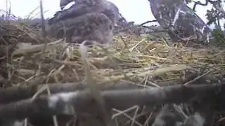 Eaglet Cuddles with Mom on a Rainy Day