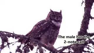 Spotted Eagle-owl male calling