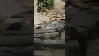 Stealth Attack || Cobra Outsmarts Toad in Epic Chase
